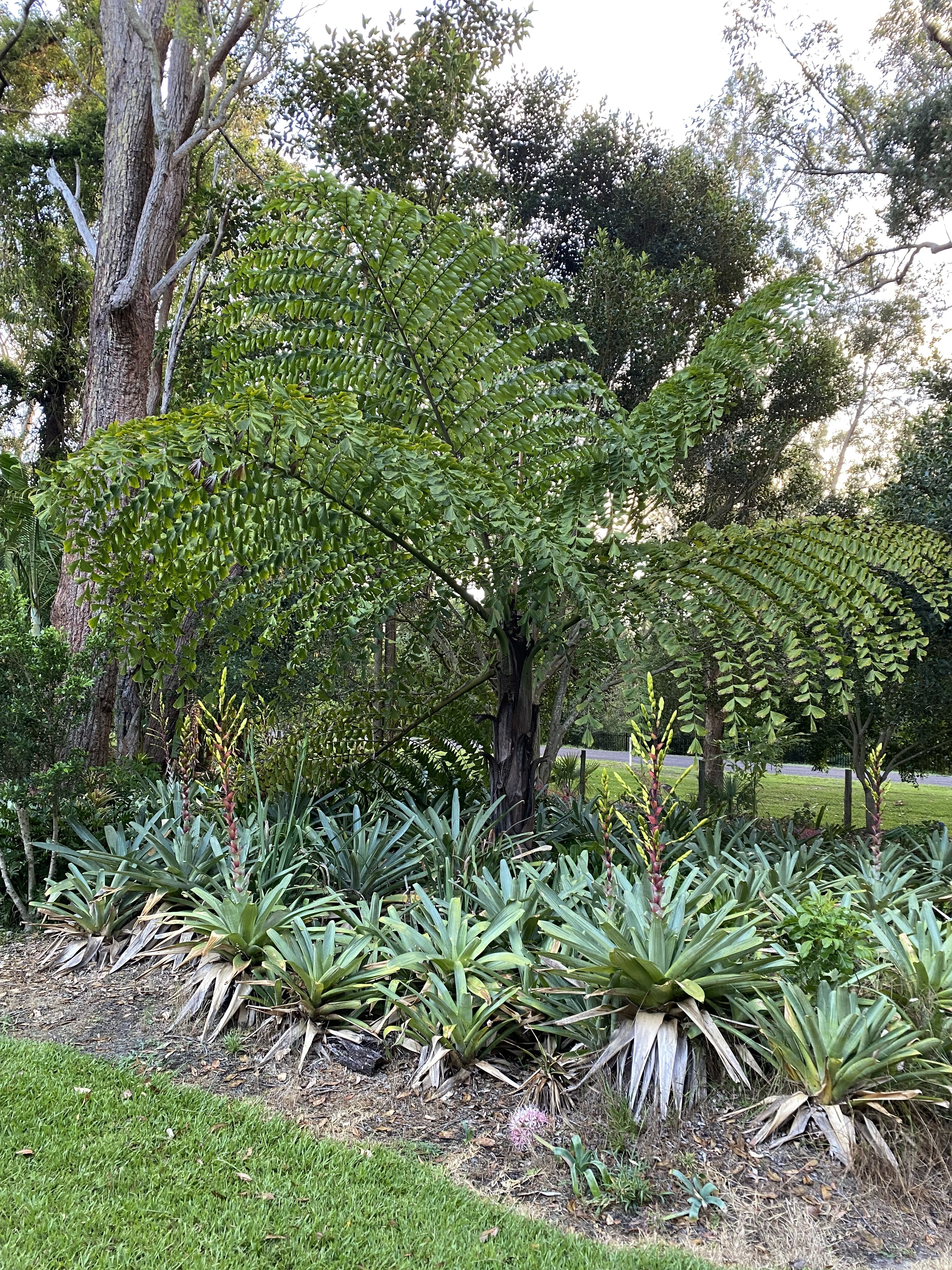 Caryota obtusa