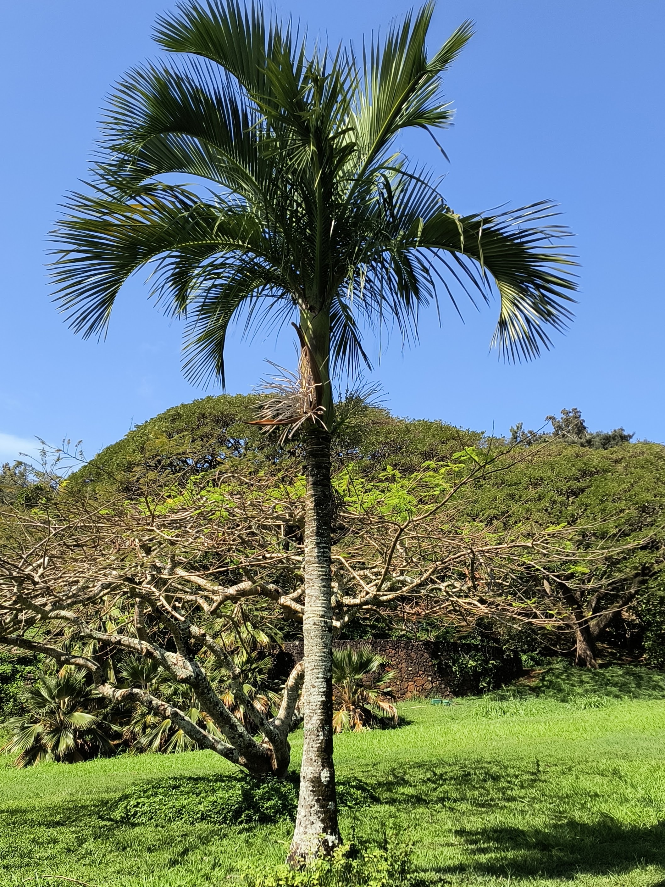 Carpoxylon macrospermum