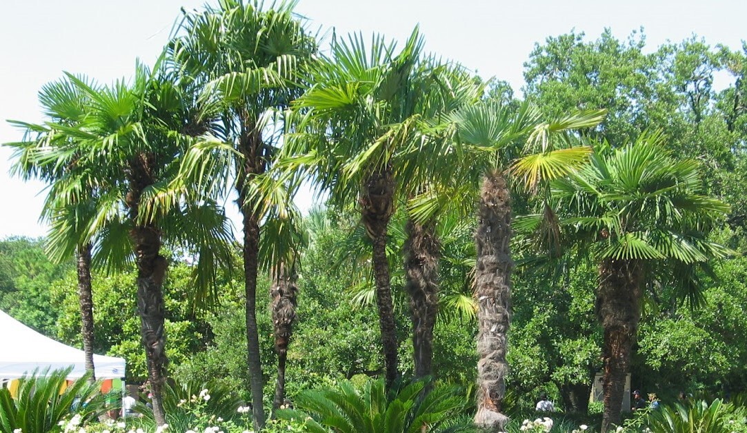 Trachycarpus fortunei