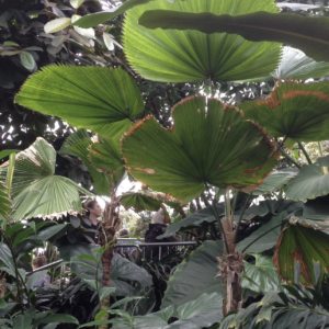 Licuala grandis