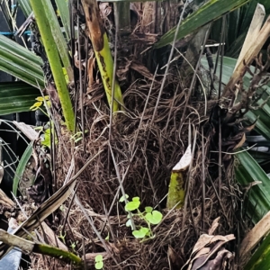 Rhapidophyllum hystrix