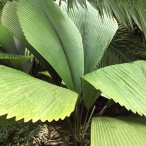 Johannesteijsmannia altifrons