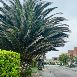 Phoenix canariensis