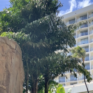 Maui Westin fishtails