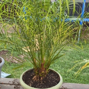Phoenix Roebelenii
