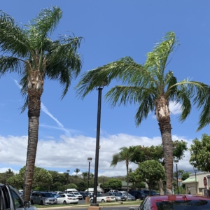 Queen palm @ retail