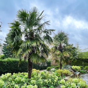 Trachycarpus fortunei