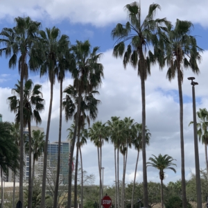 Orlando Mexican Fan Palms