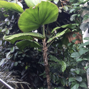 Licuala grandis