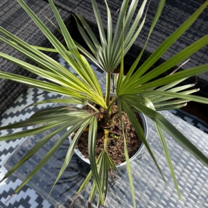 Livistona decora
