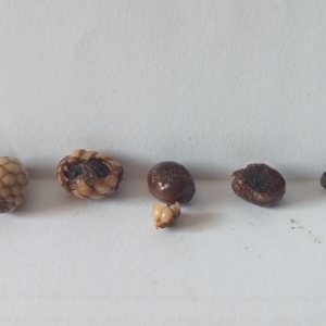 Morphology of the seed of the palm tree Pigafetta elata.
