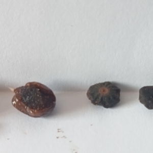 Morphology of the seed of the palm tree Pigafetta elata.