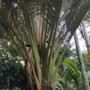 Landsendt Oraniopsis appendiculata