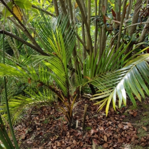 Landsendt Jubaeopsis caffra
