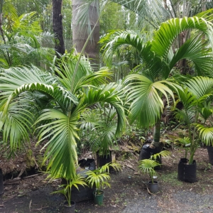 Hedyscepe canterburyana Kerikeri