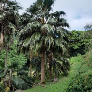Pritchardia munroi