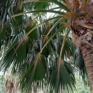 Pritchardia munroi