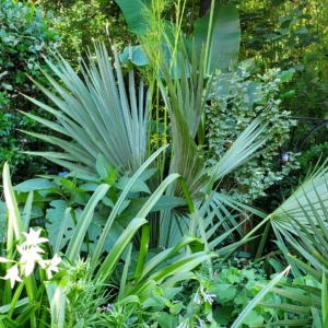 Mature Sabal