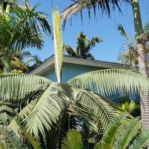 Hurricane palm, planted as 2 gallon in 2005 zone 10b San Diego