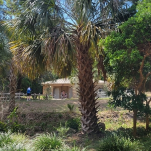 Florida Palm 1