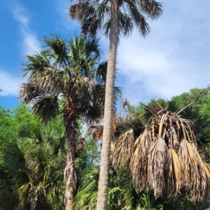 Florida Palm 2
