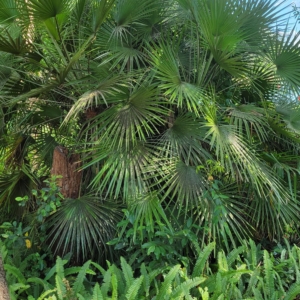 Florida Palm 3
