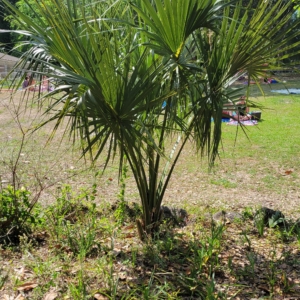 Florida Palm 4