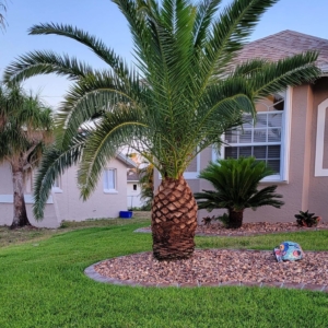 Florida Palm 7