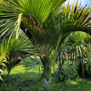 Hedyscepe Canterburyana