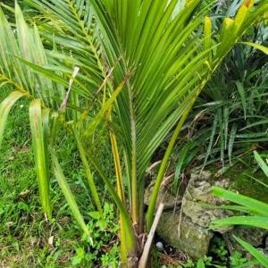 Juania australis