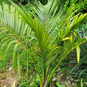 Juania australis