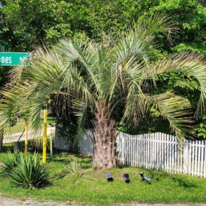 Hardy Jelly Palm