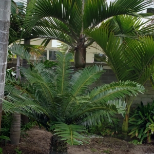 My backyard zone 10b San Diego near the beach