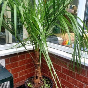 Hybrid Butyagrus (butia erospathia x sayagrus Romanzoifiana