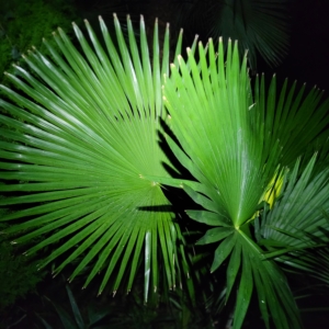 Trachycarpus martianus "Khasia hills"