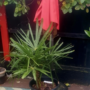 Trachycarpus Nanus/wagnarianus F2.