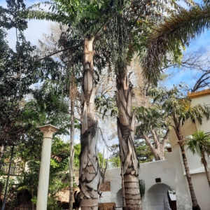 Caryota obtusa in Molino de Inca Park, Torremolinos, Malaga, Spain