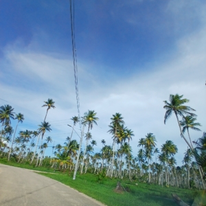 Coconut palm