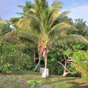 Coconut palm