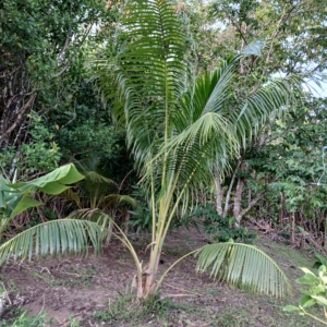 Coconut palm