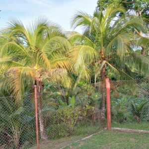 Coconut palm