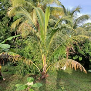 Cocos Nucifera