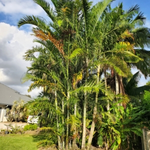 Dypsis sp. Mayotte