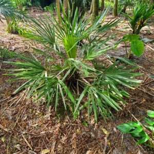 Rhapidophyllum hystrix