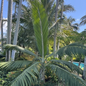 Hurricane palm/ Princess palm