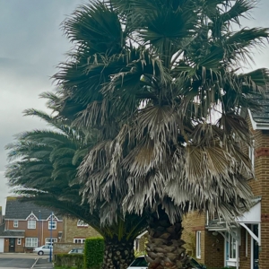 Washingtonia robusta