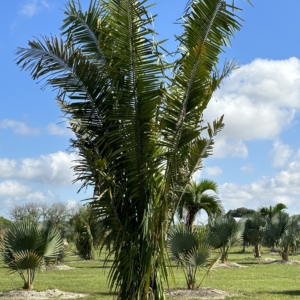 Attalea