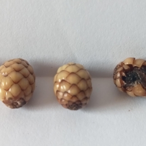 Morphology of the seed of the palm tree Pigafetta elata.
