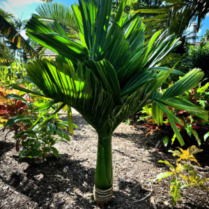 Areca catechu (dwarf)