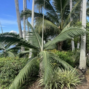 Hurricane Palm cropped